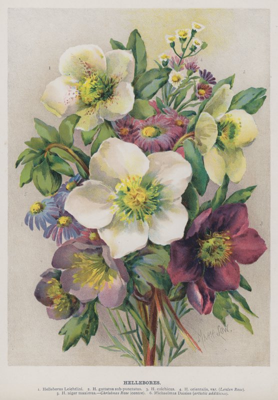 Ciemierzycy autorstwa Marie Low