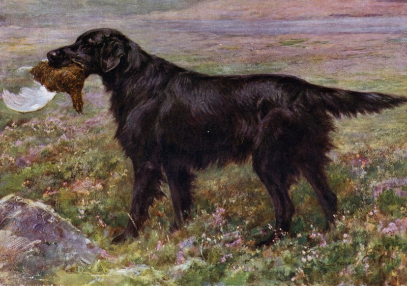 Flat-Coated Champion Retriever High Legh Blarney autorstwa Maud Earl