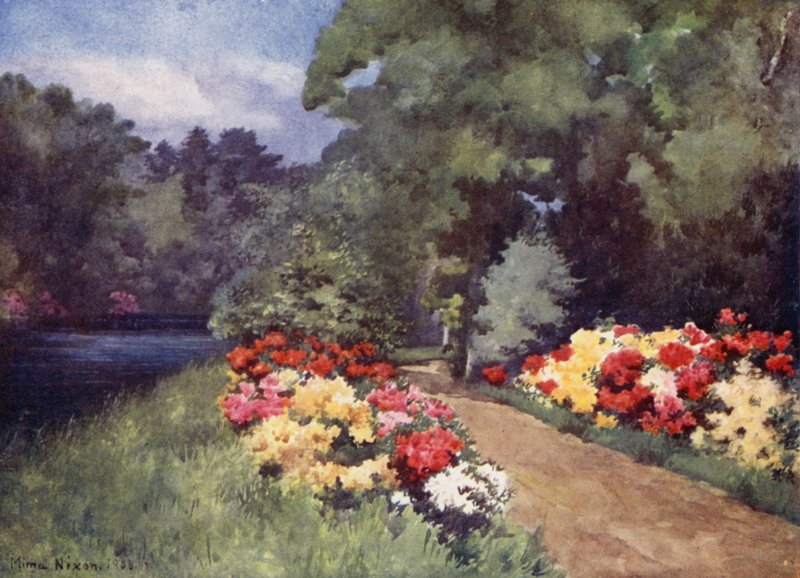 Azalia, Het Loo (kolor lito) autorstwa Mima Nixon