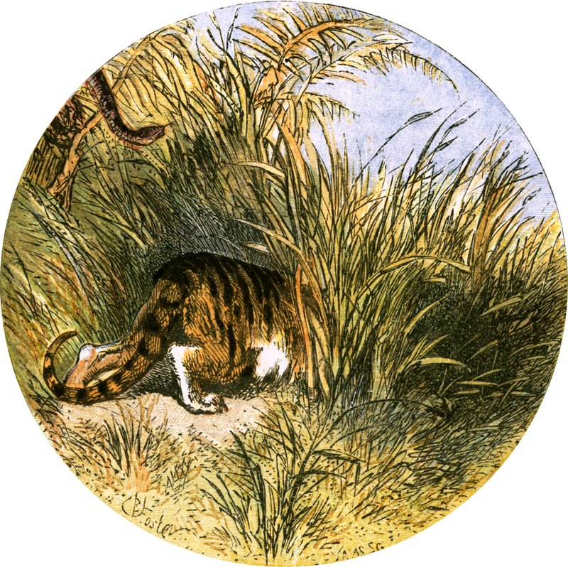 د صحرا کلي پولي لپاره مثال autorstwa Myles Birket Foster