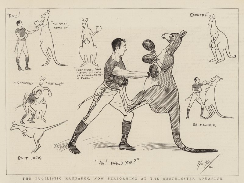 The Pugilistic Kangaroo, obecnie występujący w Westminster Aquarium autorstwa Phil May