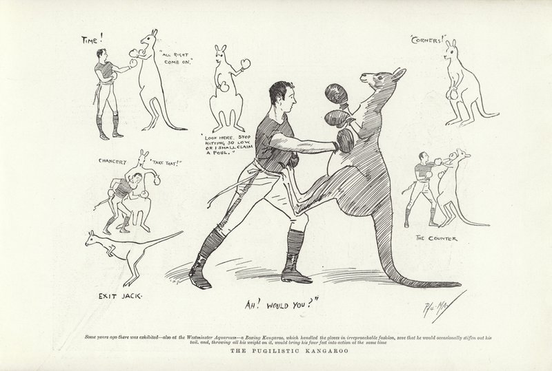 Pugilistyczny kangur autorstwa Phil May