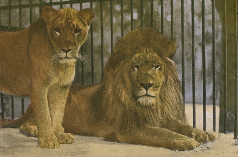 Zoo w Kolonii, Lwy (zdjęcie) autorstwa Photographer German