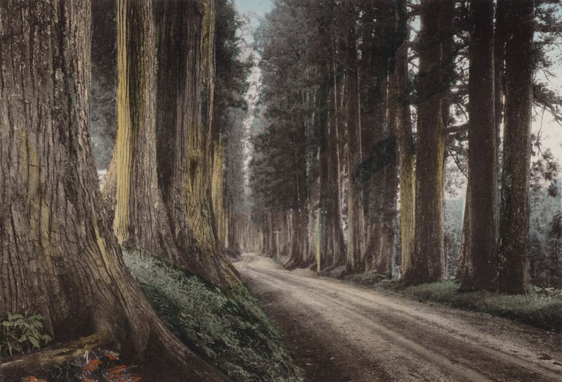 Japonia, ok. 1912: Cryptomeria Road, Nikko (zdjęcie) autorstwa Photographer Japanese