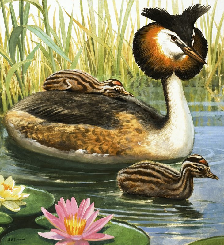 Perkoz dwuczuby autorstwa R.B. Davis