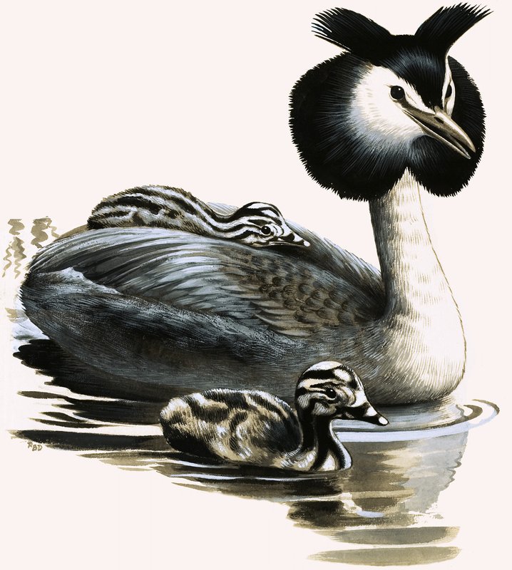 Perkoz dwuczuby autorstwa R.B. Davis