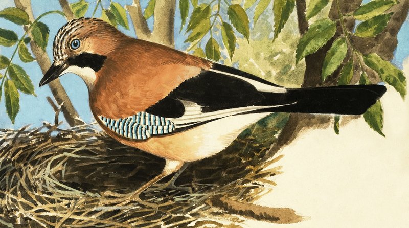 The Jay autorstwa R.B. Davis