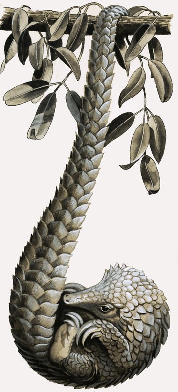 Pangolin autorstwa R.B. Davis