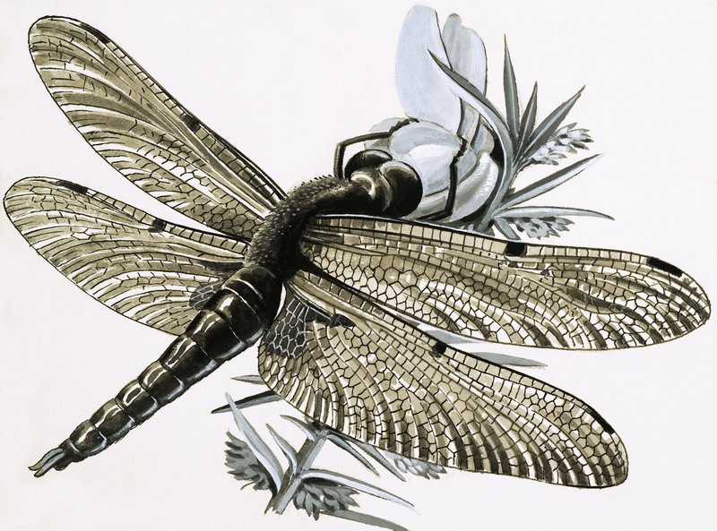 Ważka autorstwa R.B. Davis