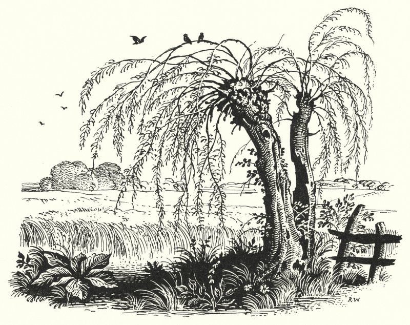 Hans Christian Andersen: Kasza gryczana (lito) autorstwa Rex (after) Whistler