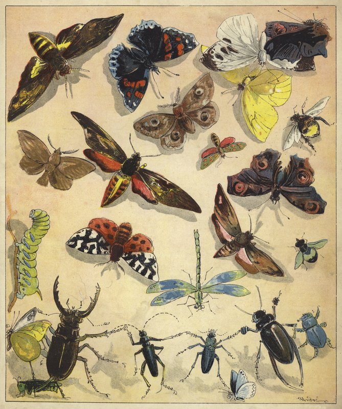 Owady (chromolitho) autorstwa Richard Andre