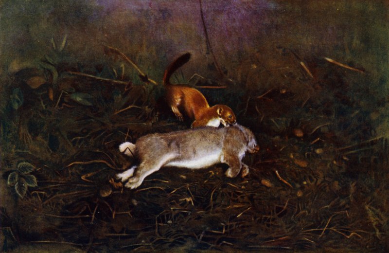 Gronostaj (zdjęcie) autorstwa Richard and Cherry Kearton