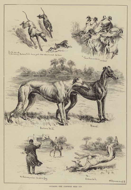 Coursing, Złoty Puchar Gosforth autorstwa S.T. Dadd