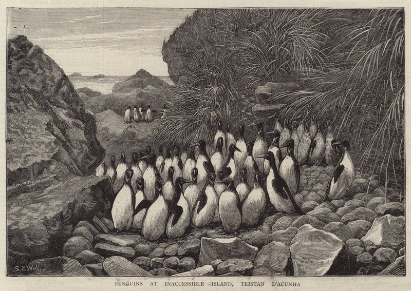 Pingwiny na niedostępnej wyspie, Tristan DA cunha autorstwa Samuel Edmund Waller
