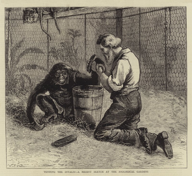 Opieka nad inwalidą, niedawny szkic w ogrodach zoologicznych autorstwa Samuel Edmund Waller