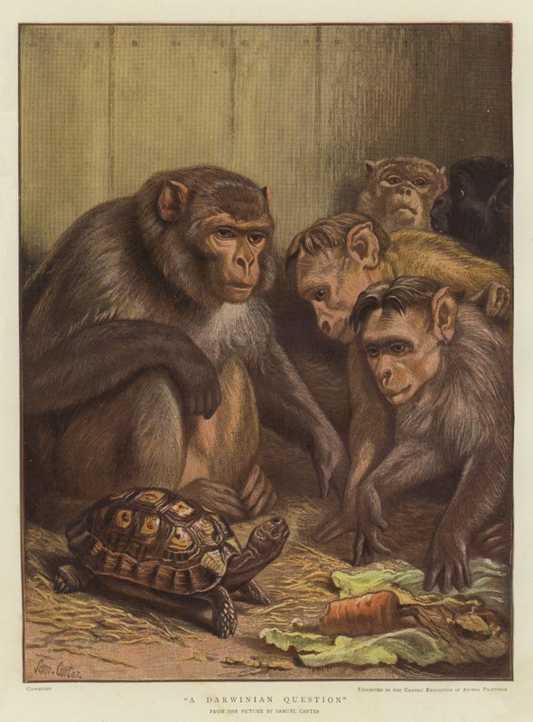 Pytanie darwinowskie (chromolitho) autorstwa Samuel John Carter