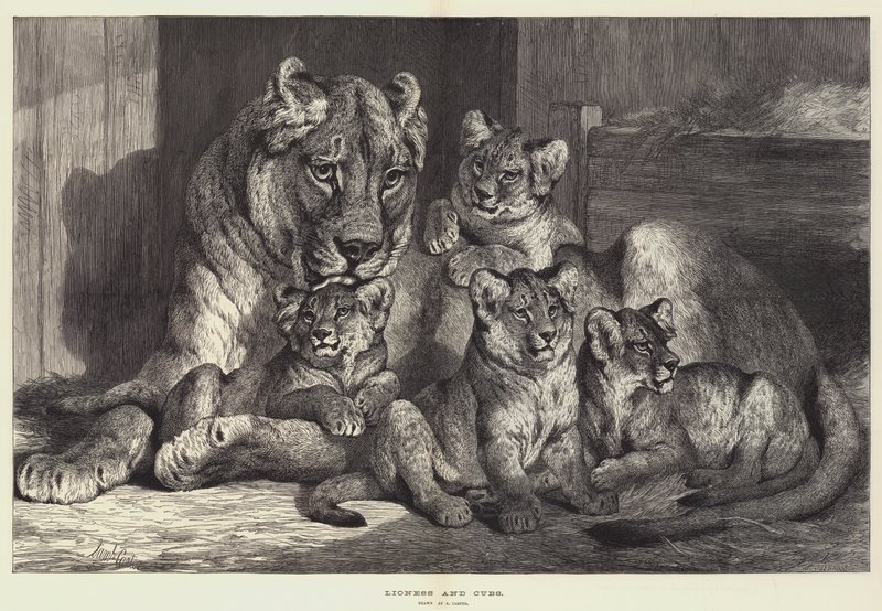Lwica i młode autorstwa Samuel John Carter