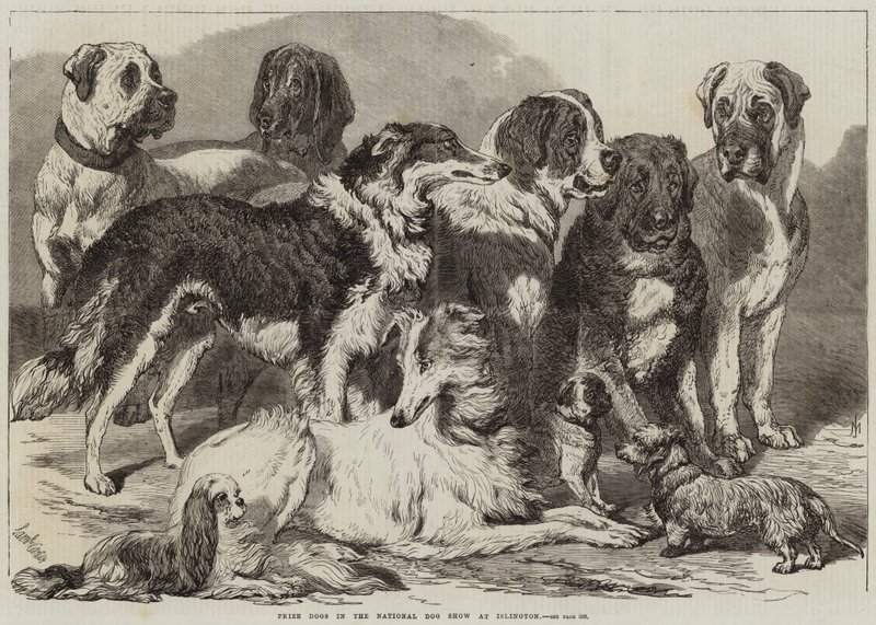 Nagroda Psów na Krajowej Wystawie Psów Rasowych w Islington autorstwa Samuel John Carter