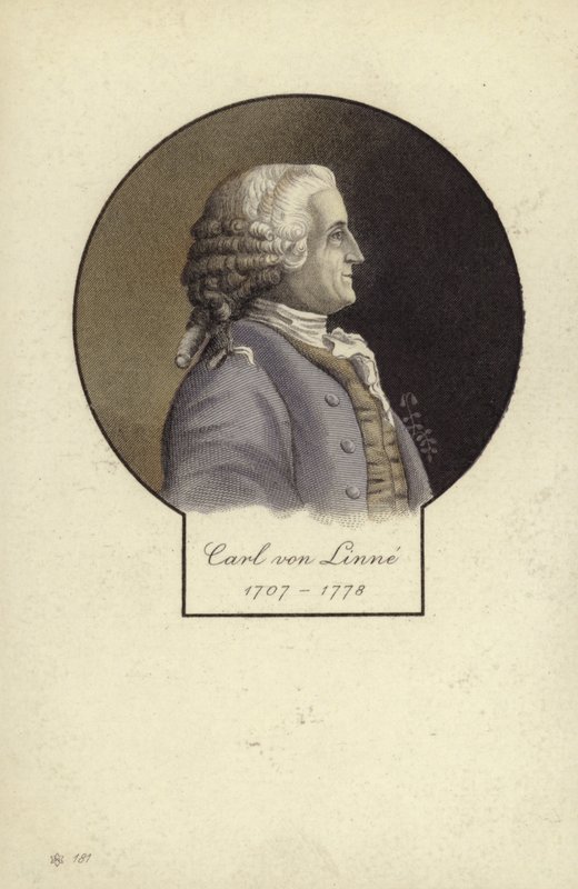 Carl Linneusz (1707-1778), szwedzki botanik i zoolog autorstwa Swedish School