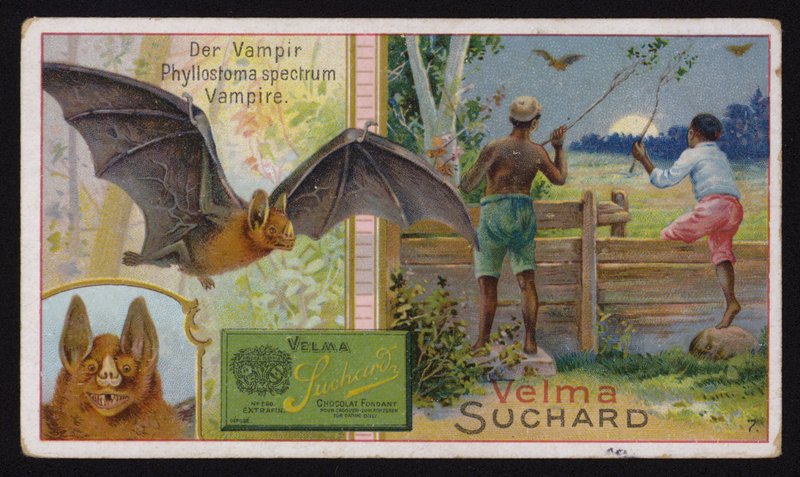 Nietoperz wampir (chromolitho) autorstwa Swiss School