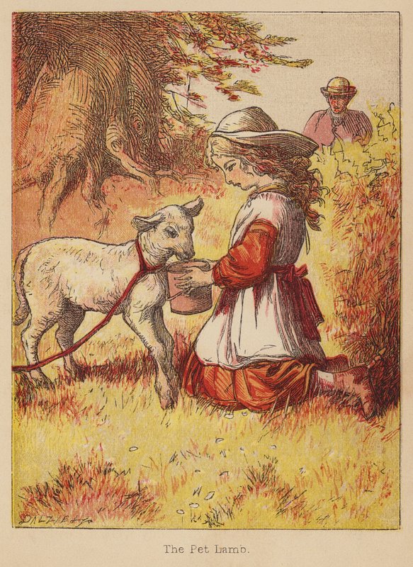 Baranek (kolorowy grawerunek) autorstwa Thomas Dalziel