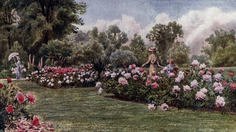 Kew Gardens: The Peonie (kolor lito) autorstwa Thomas Mower Martin