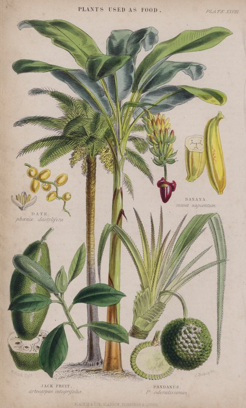Data; Banan; Chlebowiec różnolistny; Pandanus (kolorowy grawer) autorstwa W. Fitch