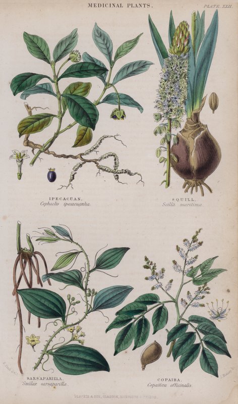 Ipekakuana; Cebulica; Sarsaparilla; Copaiba (kolorowy grawer) autorstwa W. Fitch