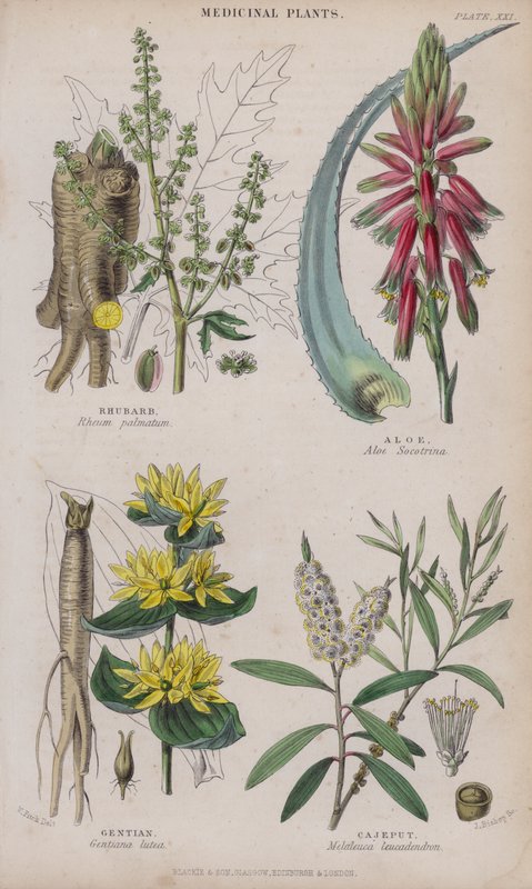 Rabarbar; Aloes; Gencjana; Cajeput (kolorowy grawer) autorstwa W. Fitch