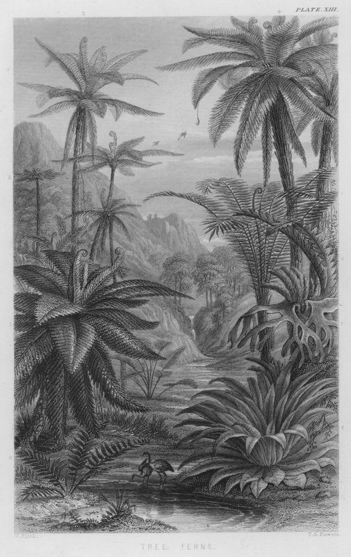 Paprocie (kolorowe grawerowanie) autorstwa W. Fitch