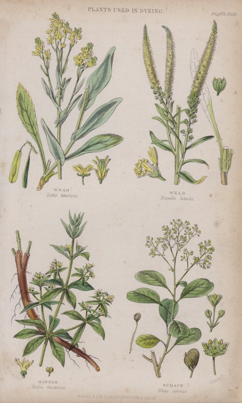 Urzet; Spawać; Marzanna; Sumach (kolorowy grawer) autorstwa W. Fitch