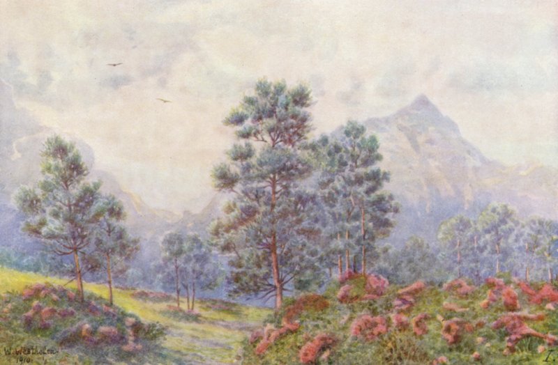 Srebrne drzewa i dzikie pelargonie (kolorowa litografia) autorstwa Wilhelm Westhofen