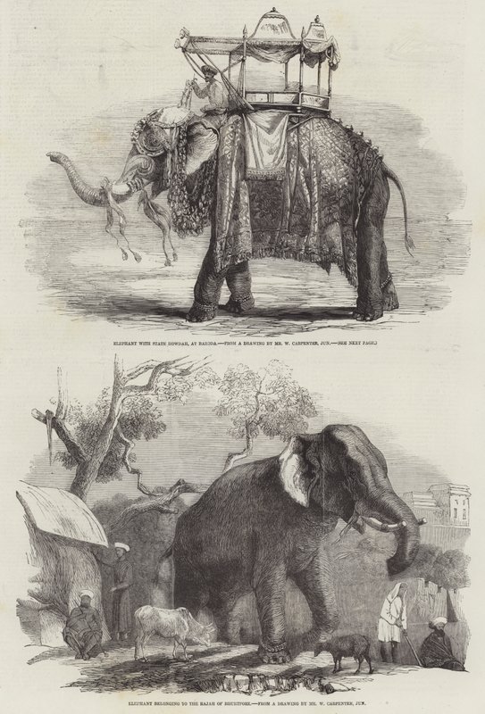 Słonie indyjskie autorstwa William Carpenter