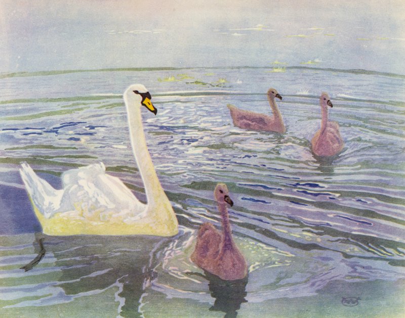 Łabędź i Cygnets (kolor lito) autorstwa William Giles