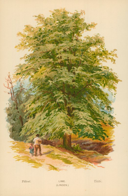 Limonka. (Lipa) autorstwa William Henry James Boot