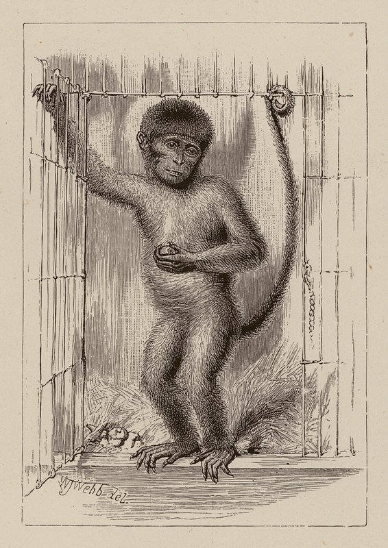 Małpa murzyńska (rycina) autorstwa William James Webbe