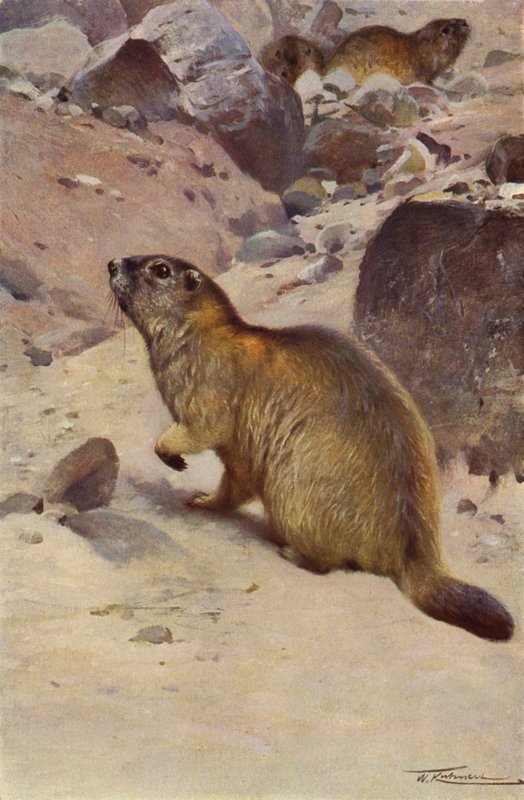 Świstak alpejski autorstwa after Wilhelm Kuhnert
