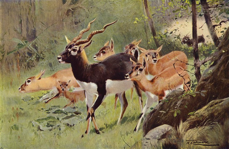 Czarny-dolców autorstwa after Wilhelm Kuhnert