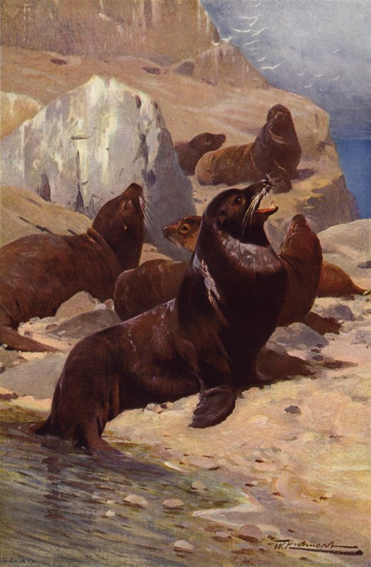 Lew morski kalifornijski autorstwa after Wilhelm Kuhnert