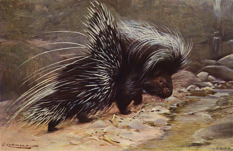 Jeżozwierz czubaty autorstwa after Wilhelm Kuhnert