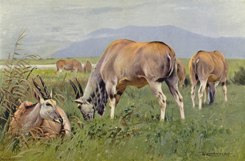 Eland autorstwa after Wilhelm Kuhnert
