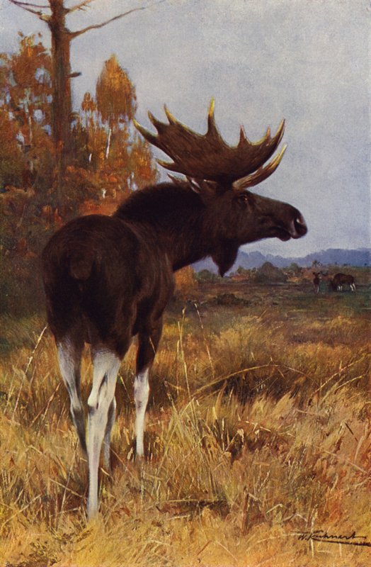 Łoś lub Łoś autorstwa after Wilhelm Kuhnert