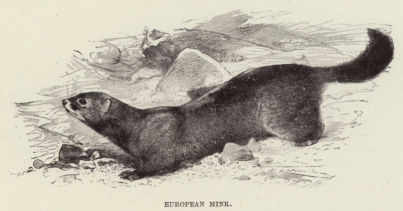 Norka Europejska autorstwa after Wilhelm Kuhnert