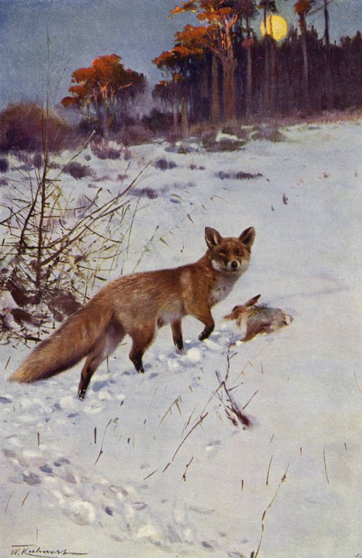 Lis autorstwa after Wilhelm Kuhnert