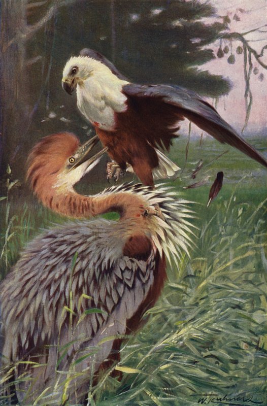 Czapla olbrzymia i orzeł morski autorstwa after Wilhelm Kuhnert