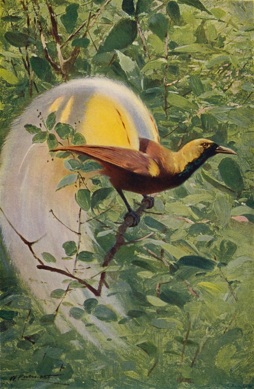 Wielki Rajski Ptak autorstwa after Wilhelm Kuhnert