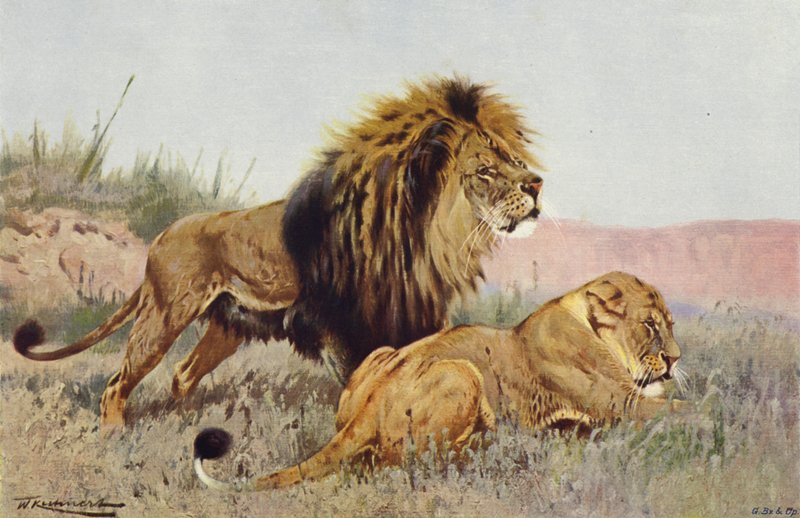 Lew i Lwica autorstwa after Wilhelm Kuhnert