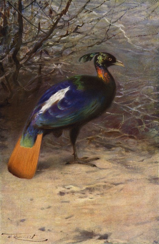 Monal autorstwa after Wilhelm Kuhnert