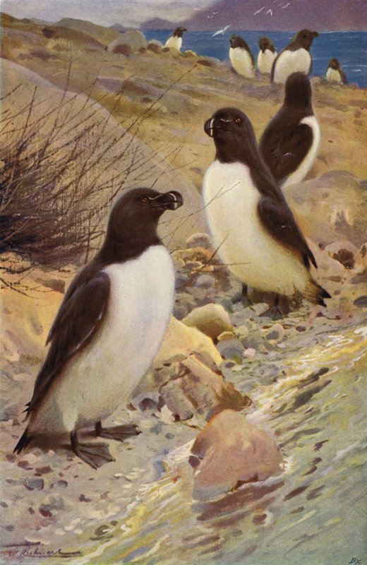 Razorbill autorstwa after Wilhelm Kuhnert