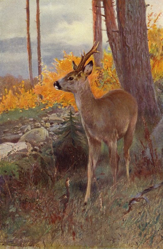 sarna autorstwa after Wilhelm Kuhnert